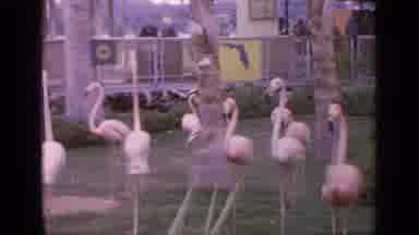 Flushing Meadows New York (1964): Pink Birds Walk About In Fenced Area Then Pirate