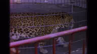 Flushing Meadows New York (1964): Caged Cheetah Walks Around While A Caged Bull