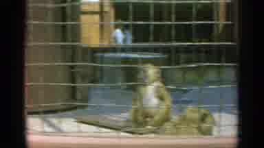 Flushing Meadows New York (1964): Monkeys In A Zoo Eat Whle Two Tigers In A Cage