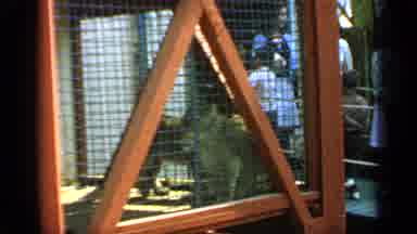 Flushing Meadows New York-1964: Lion Cub In Cage At Zoo With Visitors