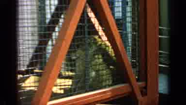 Flushing Meadows New York (1964): Baboons Sitting In Red Cage On A Bright Sunny