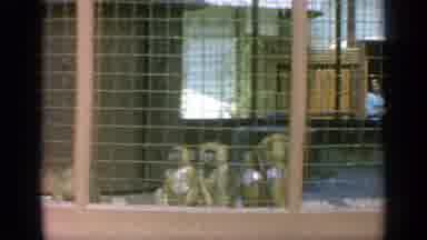 Flushing Meadows New York (1964): There Are Monkeys Sitting In A Cage Looking At