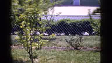 Long Island New York (1965): Man Relaxing In His Yard On A Sunny Day
