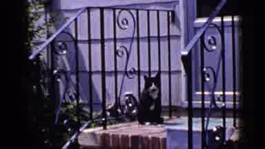 Long Island New York-1965: Black And White Cat Sits On Brick Porch