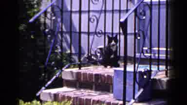 Long Island New York (1965): Two Cats Sitting And Walking On The Porch Separate