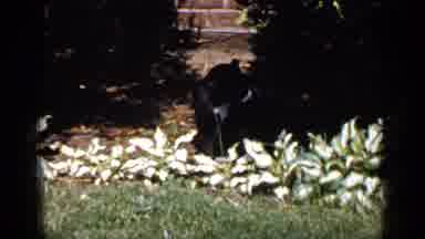 Long Island New York (1965): Cat Walking Roaming Black Grass Home Sidewalk Footage
