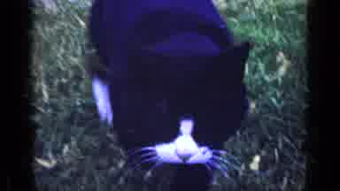 Long Island New York (1965): Cat Not Impressed With Human Companions Video