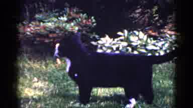 Long Island New York (1965): Cat Standing On The Grass Looking Out In The Distance