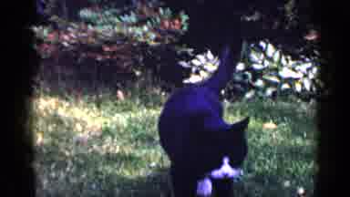 Long Island New York (1965): Cat In Garden Looking At Something Then Walking