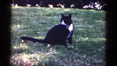 Long Island New York (1965): Cat Relaxing Freely Backyard Green Grass Sunny