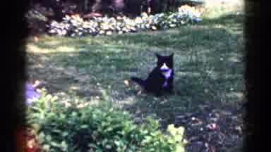 Long Island New York (1965): Cat In The Grass And A Woman Drinking Something