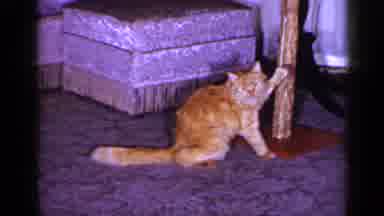 Long Island New York (1965): Yellow Cat Plays With Stringed Object On Wooden