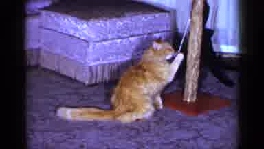 Long Island New York (1965): Cat Playing With Its Toy In Home