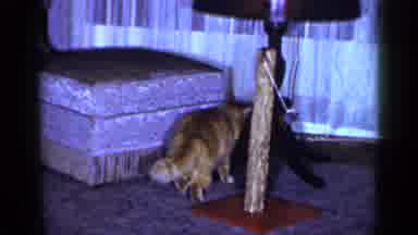 Long Island New York (1965): An Orange Cat Is Enticed By A Swinging Toy Mouse