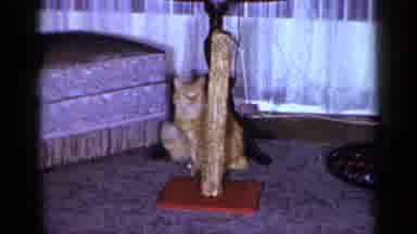 Long Island New York (1965): Orange Cat Playing With A Chew Toy Tied To A