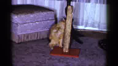 Long Island New York (1965): Orange Tabby Cat Batting At Toy On Scratching Pole In