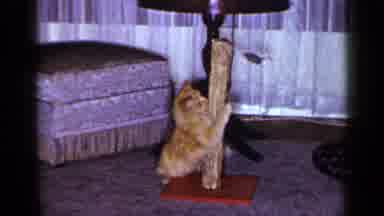 Long Island New York (1965): Silly Kitty Playing Around With A Toy Having A Lot Of