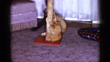 Long Island New York (1965): Cat Playing With Its Cat Post With Toy Hanging From