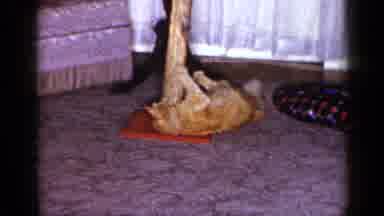 Long Island New York (1965): Cat Playing On Scratching Post By A Front Window