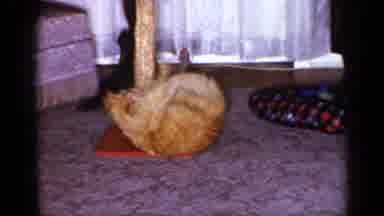Long Island New York (1965): Cat's Quick Reflexes Gets The Prey