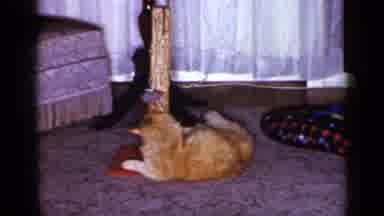 Long Island New York (1965): Cute Cat Playing With Kitty Condo Toy