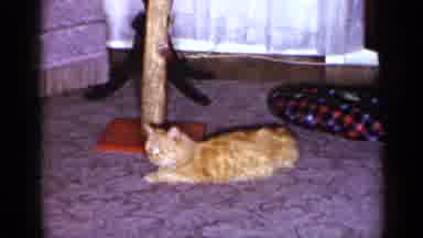 Long Island New York (1965): Cat Is Sleeping On The Floor And A Thread With