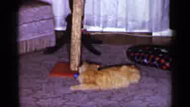 Long Island New York (1965): An Orange Cat Playing With Pendulum Cat Toy On A