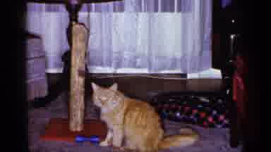 Long Island New York (1965): The Fluffy Orange Cat Walks Over To Play With The Cat