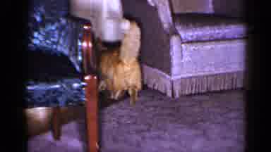 Long Island New York (1965): Beautiful Orange Colored Tabby Cat With A Fluffy Tail