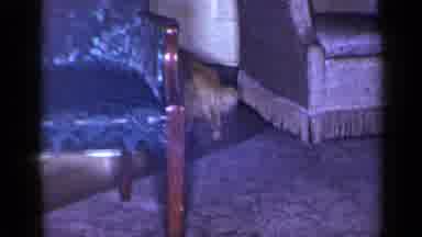 Long Island New York (1965): Cat Walking Around And Then Eating From Food Bowl