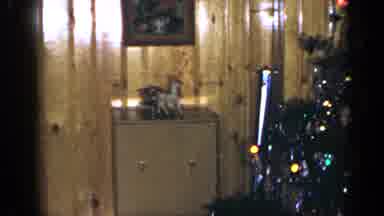 Long Island New York (1965): Dresser And Wood Paneling Cat With Tail Up Walks Away