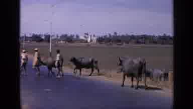 India (1970): Indian Cattle Crossing Road With Two Men Briefly Cutting To A River