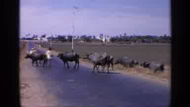 India (1970): Cows In The Street And Then Kids