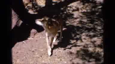 India (1970): Brown Dog Walking In Shade Of Tree And Buckets Hanging Inside Of