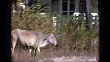 India (1970): Ox Walking From Left To Right In A Grassy Area With A House In The