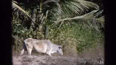 India (1970): Small White House On The Countryside And A White Cow Walking Around