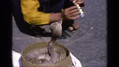 INDIA-1970: Snake Charmer Playing Flute to Cobra in Traditional Performance