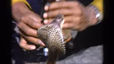 India (1970): Person Playing Flute Dancing With Cobra As Cobra Watches