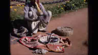 India (1970): Snake Charmer Performs With Snake Sitting In Basket On A Sunny Day