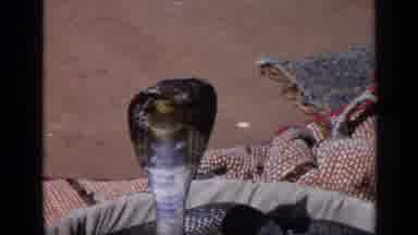 India (1970): Humans Get Close To Live Snake