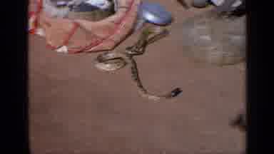 India (1970): Snake Charmer Pushes Snake With Woven Basket On A Bright Sunny Day