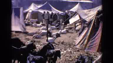 India (1970): Goats Sitting And Standing Leisurely Around Tents