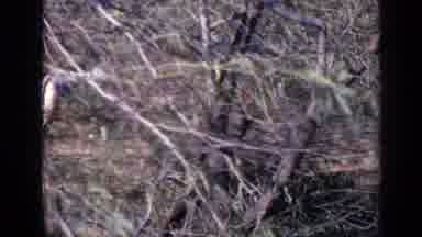 India (1970): High Angle Some Horses Grazing A Small Forest