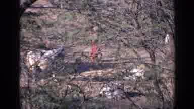 India (1970): White Ox Follows Woman Wearing Red Skirt On A Sunny Day