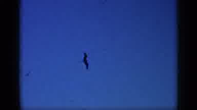 CUBA-1962: High Angle Bird Flying Then Red Helicopter Over Water
