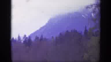 Italy (1962): Huge Field Of Trees Being Filmed By Person