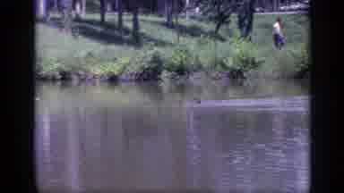 Florida USA (1968): Crocodile And The Local Pond Peering Up Through The Waters