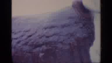 California USA (1969): A Large Plastic Bull Being Filmed During The Day On A Busy