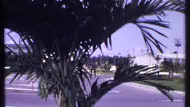 Bahamas (1969): Palm Trees Moving In Wind Near Empty Room