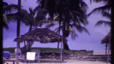 Bahamas (1969): Green Palm Trees On A Clear Sunny Day